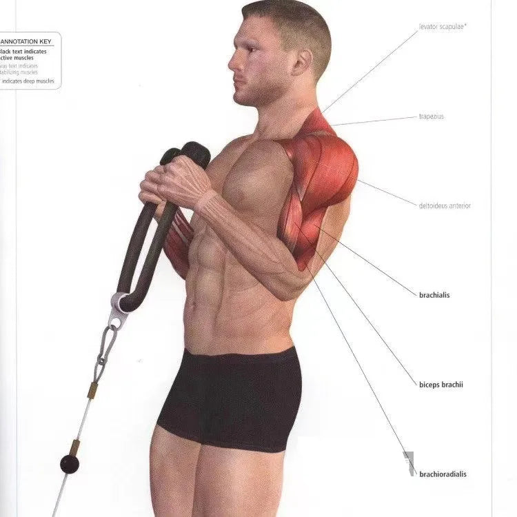 Triceps Lowering Rope with Handles