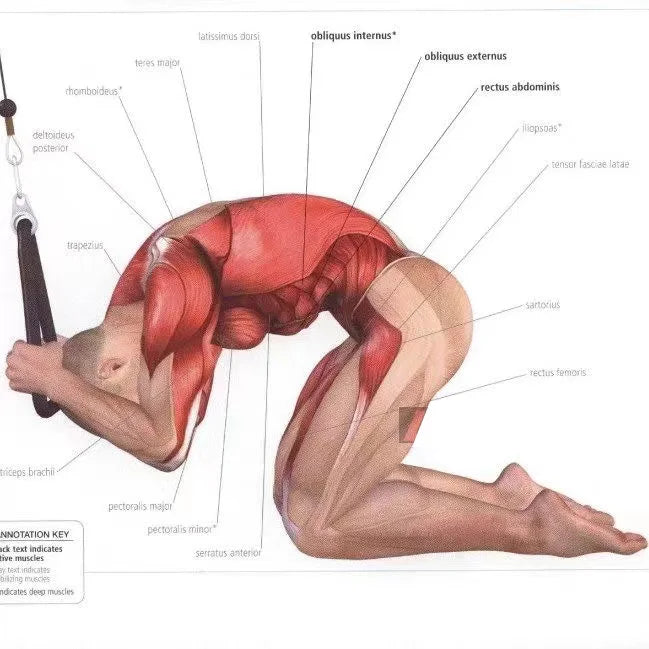 Triceps Lowering Rope with Handles